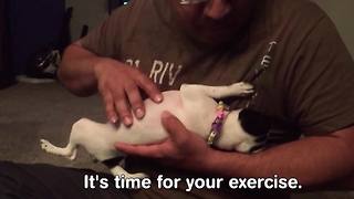 "Pets Stretching It Out | Funny Pets Compilation"