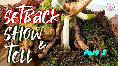 Set Back Orchids Show & Tell Q & A | Set Back Orchids incl. Set Back Influencers #ninjaorchids
