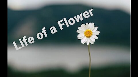Life of a Flower