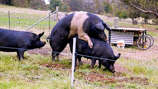 New arrivals at the Ramshackle Ranch including Jimmy the Boar! Free Range Homestead Ep 27