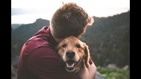 Tips for teaching your dog to swim