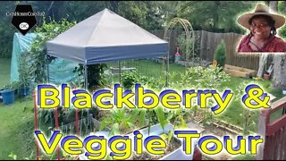 Black Berry Veggie Tour fin