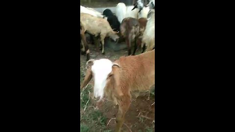 Eid ul adha goats at the market