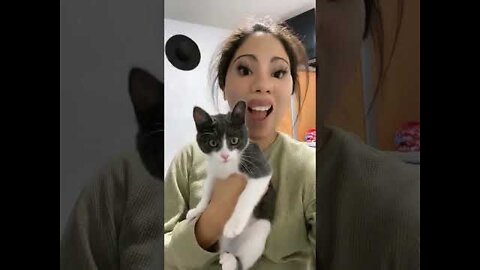 top funny cats videos