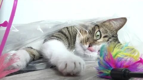Funny Cat Plays from a Plastic Bag