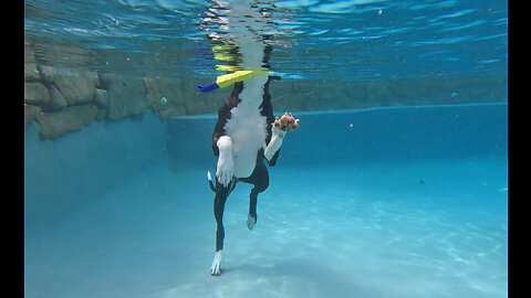 Giant Great Dane Doesn't Even Need To Swim In The Shallow End