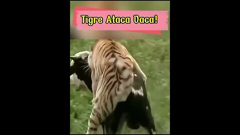 Quando O Tigre Ataca A Vaca! #shorts