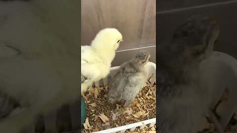 Two week old chicks and guinea fowl keets