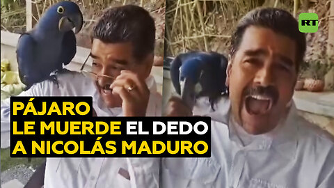 Maduro ‘atacado’ por un ave en peligro de extinción