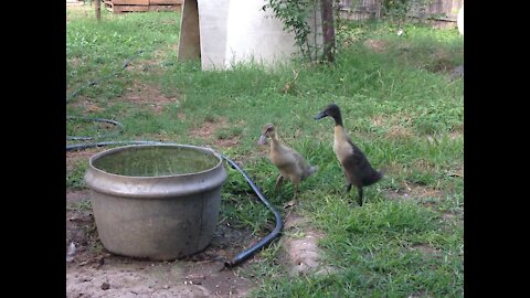 Two ducks and a half-keg