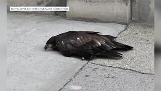 Young bald eagle being cared for by SPCA after flying into window in Buffalo