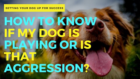 HOW TO KNOW IF MY DOG IS PLAYING OR IS THAT AGGRESSION?