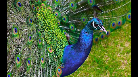 A wonderful Peacock opening its feathers.