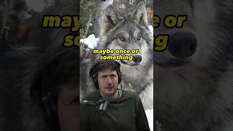 Eating a Wolf? Joe Rogan with Glenn Villeneuve #nature #wolf #JRE