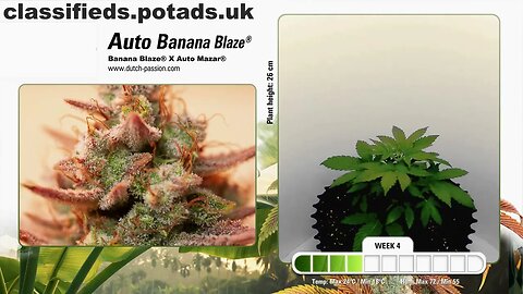 Auto Banana Blaze® Feminised Seeds