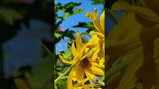 Serenity in Nature: Maximilian's Sunflowers Swaying in the Breeze 🌻