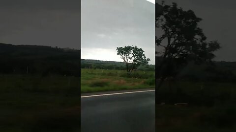 o verdão do cerrado