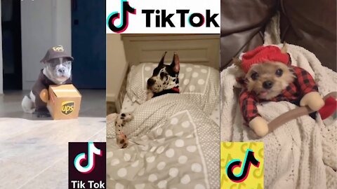 Tik Tok - Dogs of Tik Tok Compilations 😄😄👏