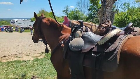 Horses at The Pleasant Ridge Bar & Grill from Governor Dodge State Park 🤠🐴