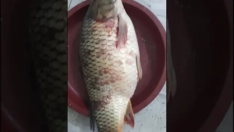 Karfu fish #lifefish #Bangladeshifish #3kgfish #bigfish #trending #shorts #কার্ফু মাছ # fish cutting