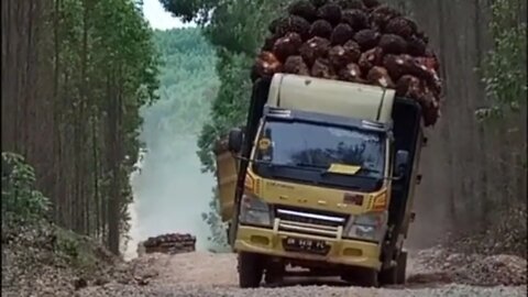 Truck bermuatan sawit