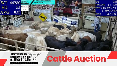 10/3/2023 - Beaver County Stockyards Livestock Auction