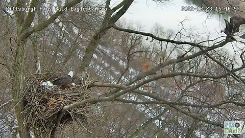 Hays Eagles Mom awesome Fly into Nest with a Stick 2022 12 28 16 15:46