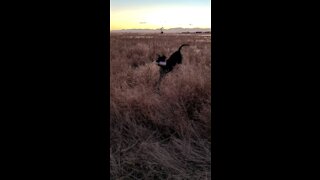 Pheasant hunting Dog Training