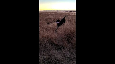Pheasant hunting Dog Training