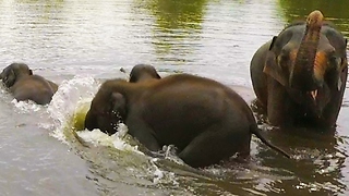Baby elephants & mothers dive underwater while crossing river