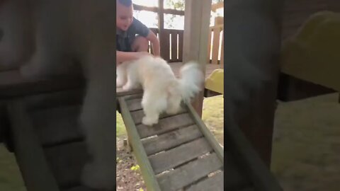 Going up?!🐶🛝#shorts #viral #trending #pets