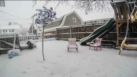 Da verde a bianco in un attimo, ecco il giardino sommerso dalla neve