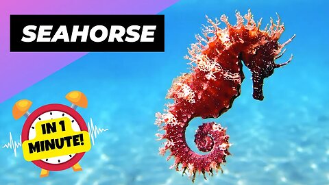 Seahorse - In 1 Minute! 🌊 The Fish That Is So Un-Fish-Like! | 1 Minute Animals