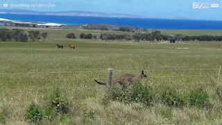 Un kangourou fait la course avec cette voiture!