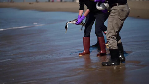 Rehabilitated wildlife impacted by oil spill released