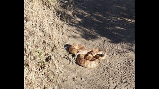 Rattlesnake Encounters on the Pacific Crest Trail
