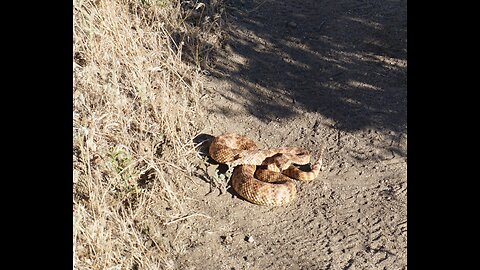 Rattlesnake Encounters on the Pacific Crest Trail