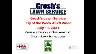 Bagworms Hagerstown MD Landscaping Contractor