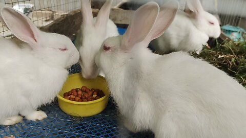 Rabbits are eating food.