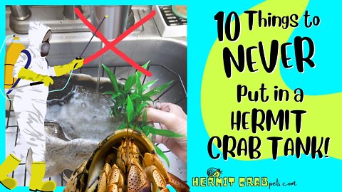 10 Things to NEVER put in a Hermit Crab Tank!