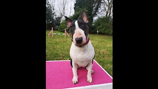 Bullterrier Tiva practicing her jumps and fronts