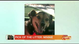PIck of the Litter: Meet Minnie!