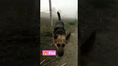 Fire 🔥 pushpa #shorts #trending #rudrakrishna #dogs #dogslove #viral #viralvideo