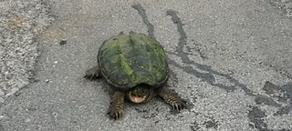 snapping turtle