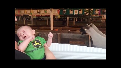 The First Time Baby Meet Animal Moments Compilation
