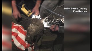 Fire Rescue saves dog from concrete