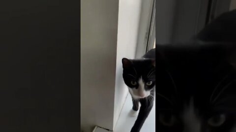 #shorts Смешные Коты Из Тик Тока 253 Funny Cats From Tiktok