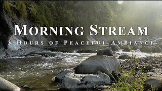 Soothing Morning Stream in a Forest | Nature ASMR Video