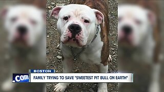 Family trying to save 'sweetest pit bull on earth'