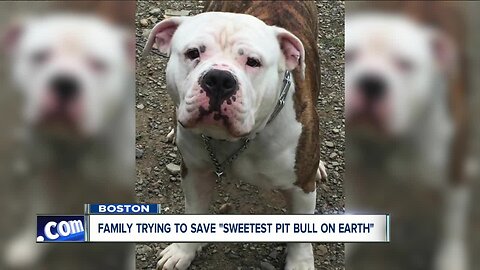 Family trying to save 'sweetest pit bull on earth'